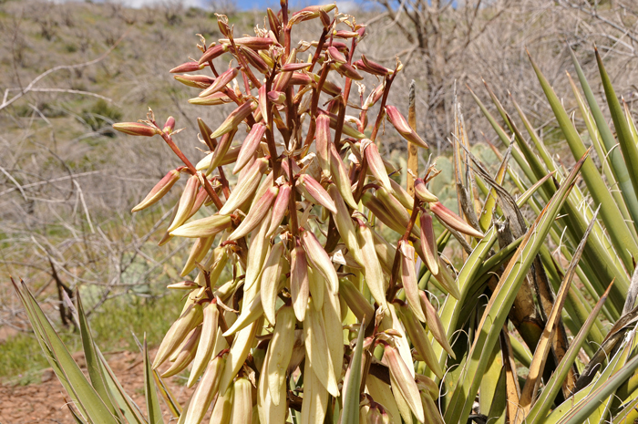 Banana Yucca blooms from April to July with white or cream colored showy flowers. Note that the flower buds look similar to small bananas. Yucca baccata